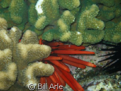 Corals and Urchins, Big Island, Hawaii Olympus SP350 by Bill Arle 